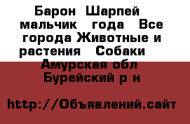 Барон (Шарпей), мальчик 3 года - Все города Животные и растения » Собаки   . Амурская обл.,Бурейский р-н